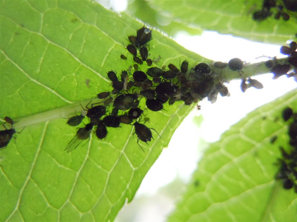 Aphis sambuci/Afide del Sambuco